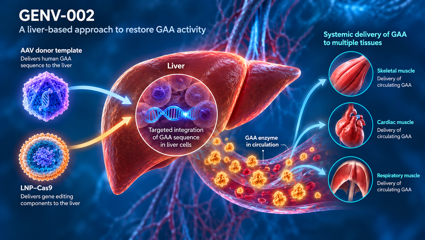 GENV-002 mechanism showing AAV donor template and LNP-Cas9 delivery to liver, targeted GAA integration, secretion of GAA into circulation, and delivery to skeletal, cardiac, and respiratory muscle