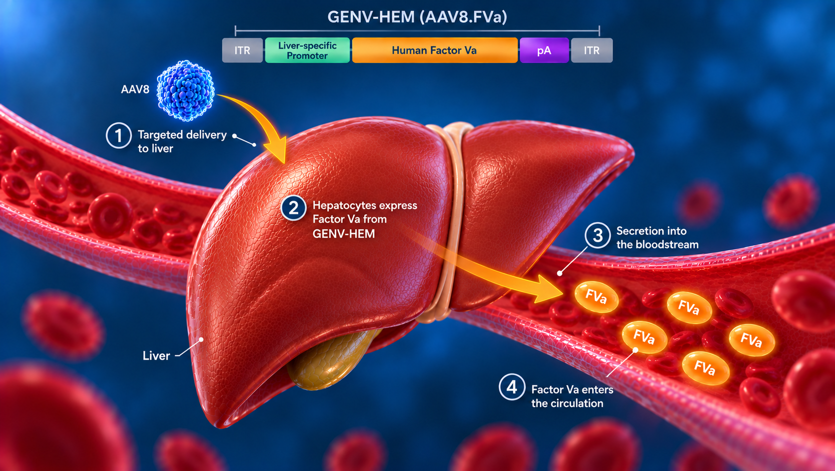 GENV-HEM concept: AAV8 delivery to the liver, hepatocyte expression of activated Factor V and secretion into circulation