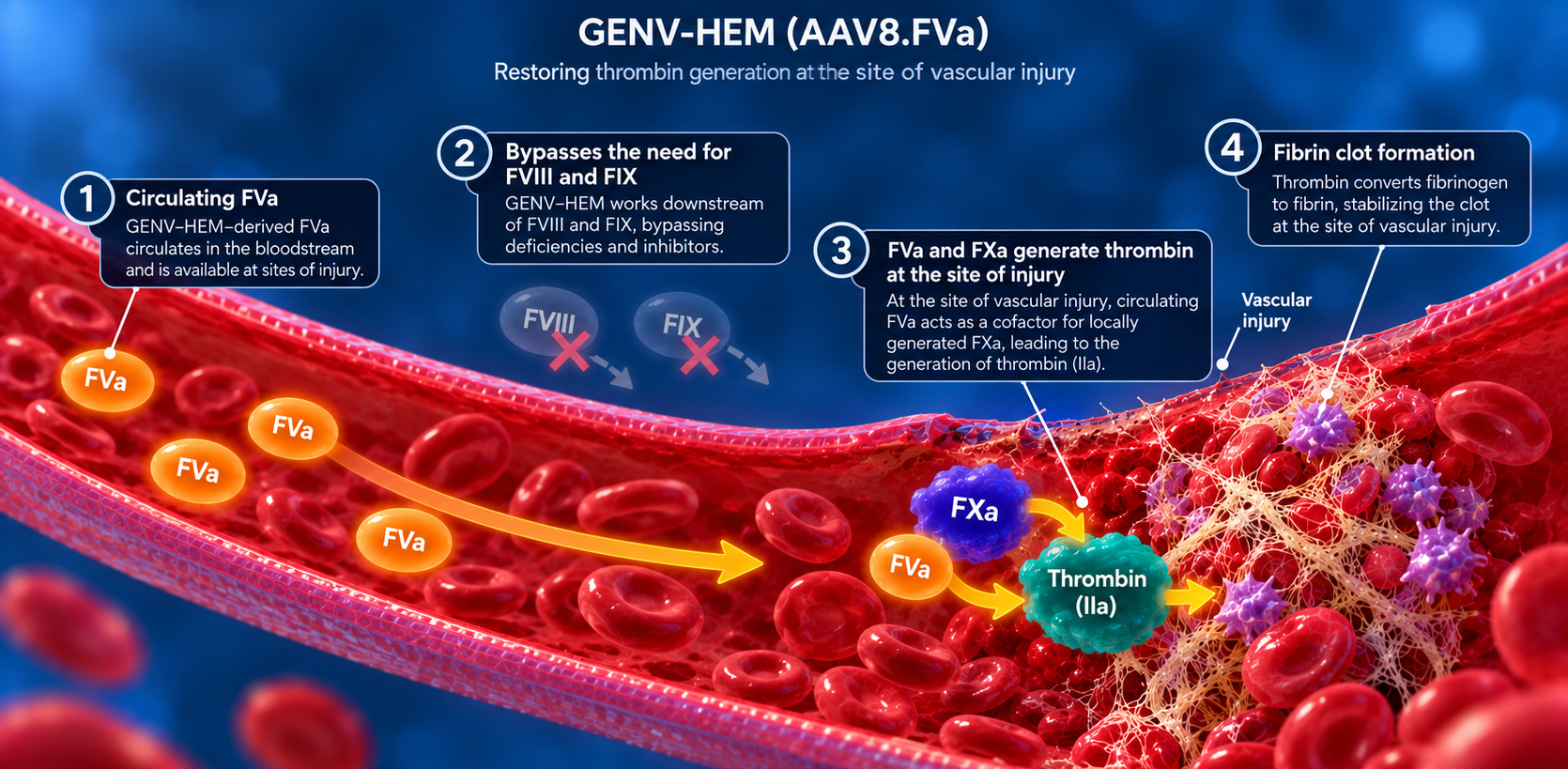 GENV-HEM proposed mechanism: circulating FVa acts downstream of FVIII and FIX, partners with FXa, and supports thrombin and fibrin formation at vascular injury